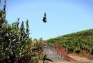 etnies Presents: 2012 X Games Training with Twitch